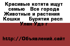Красивые котята ищут семью - Все города Животные и растения » Кошки   . Бурятия респ.,Улан-Удэ г.